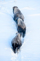 American bison (Bison bison), three females walking behind the other through deep snow. Hayden Valley, Yellowstone National Park, USA. January.
