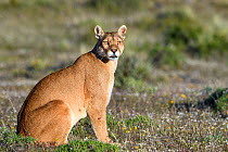 Puma (Puma concolor puma), female sitting in grassland. Estancia Amarga, near Torres del Paine National Park, Patagonia, Chile. November.