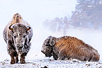 American bison (Bison bison), two females covered in hoar frost near hot spring, portrait. Midway Geyser Basin, Yellowstone National Park, USA. February.