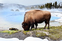 American bison (Bison bison) female grazing near thermal pool, snow on ground. Biscuit Geyser Basin, Yellowstone National Park, USA. February 2019.