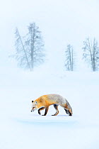Red fox (Vulpes vulpes) foraging in snow, trees in background. Hayden Valley, Yellowstone, USA. February