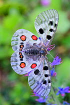 Apollo butterfly (Parnassius apollo). North Tyrol, Austria. June. Focus stacked image.