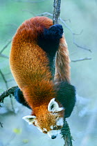 Western red panda (Ailurus fulgens fulgens) climbing downwards. Singalila National Park, India / Nepal border.