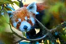 Western red panda (Ailurus fulgens fulgens) climbing in tree. Singalila National Park, India / Nepal border.
