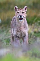 Puma (Puma concolor puma) young male standing with mouth open. Estancia Amarga, near Torres del Paine National Park, Patagonia, Chile. December.