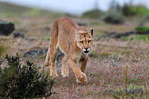 Puma (Puma concolor puma) female walking in grassland. Estancia Amarga, near Torres del Paine National Park, Patagonia, Chile. December.