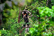 Bornean sun bear (Helarctos malayanus euryspilus) climbing in tree. Bornean Sun Bear Conservation Centre (BSBCC), Sepilok, Sabah, Borneo, Malaysia. Captive.