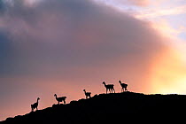Guanacos (Lama guanicoe), five silhouetted on slope in evening. Torres del Paine National Park, Patagonia, Chile. December.