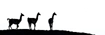 Guanaco (Lama guanicoe) three silhouetted. Torres del Paine National Park, Patagonia, Chile. December.