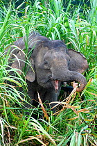 Borneo pygmy elephant (Elephas maximus borneensis) feeding in riparian vegetation on banks of Kinabatangan River, Sabah, Borneo, Malaysia. May.