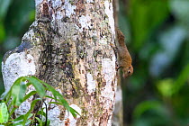 Bornean pygmy squirrel (Exilisciurus exilis) on tree trunk. Kinabatangan River, Sabah, Borneo, Malaysia.