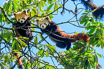 Western red panda (Ailurus fulgens fulgens), two juveniles looking down whilst climbing in tree. Singalila National Park, India / Nepal border.