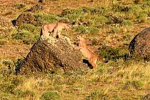 Puma (Puma concolor puma), two sub-adults aged 12 to 13 months playing on rock. Estancia Amarga, near Torres del Paine National Park, Patagonia, Chile. December.