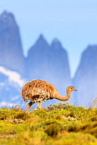 Darwin's rhea (Pterocnemia pennata) with tower peaks in background. Torres del Paine National Park, Patagonia, Chile. December.