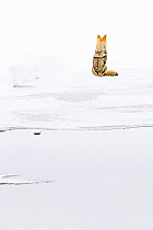 Coyote (Canis latrans) sitting on ice, looking away. Madison Valley, Yellowstone National Park, USA. February.