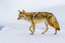 Coyote (Canis latrans) walking on ice. Madison Valley, Yellowstone National Park, USA. February.