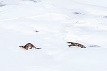 North American river otter (Lutra canadiensis), two running in snow. Upper Yellowstone River, Hayden Valley, Yellowstone, USA. February.
