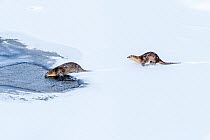 North American river otter (Lutra canadiensis), two running into partially frozen Upper Yellowstone River, Hayden Valley, Yellowstone, USA. February.