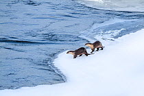 North American river otter (Lutra canadiensis), two standing at edge of frozen Upper Yellowstone River, Hayden Valley, Yellowstone, USA. February.