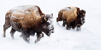 American bison (Bison bison) female with calf, running through snow. Hayden Valley. Yellowstone National Park, USA. February.