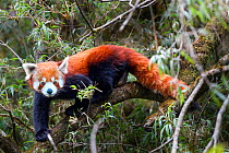 Western red panda (Ailurus fulgens fulgens) climbing in Bamboo forest. Singalila National Park, India / Nepal border.