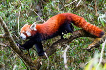 Western red panda (Ailurus fulgens fulgens) climbing in understorey of Bamboo forest. Singalila National Park, India / Nepal border.