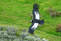 Andean condor (Vultur gryphus) male in flight. Estancia Olga Teresa, Patagonia, Chile. December 2018.