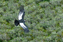 Andean condor (Vultur gryphus) male flying over forest. Estancia Olga Teresa, Patagonia, Chile. December 2018.