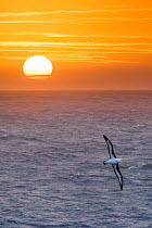 Black-browed albatross (Thalassarche melanophris) in flight over sea at sunrise. South Atlantic Ocean between The Falklands and South Georgia. November.