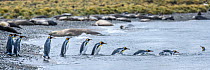 King penguin (Aptenodytes patagonicus) group following each other in line, returning to sea, Southern elephant seal (Mirounga leonina) colony in background. St Andrews Bay, South Georgia. November 201...