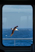 Black-browed albatross (Thalassarche melanophris) in flight over South Atlantic, viewed through ship&#39;s window. South Georgia.