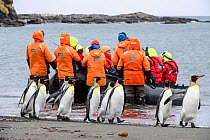 King penguin (Aptenodytes patagonicus) group walking along beach, tourists landing from inflatable boat in background. St Andrews Bay, South Georgia. November 2018.