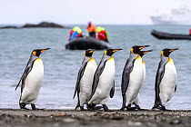 King penguin (Aptenodytes patagonicus) group of six walking along beach, tourists watching from inflatable boat in background. St Andrews Bay, South Georgia. November 2018.