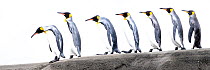 King penguin (Aptenodytes patagonicus) group of seven walking one behind the other along sand bar. St Andrews Bay, South Georgia. November.