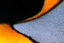 King penguin (Aptenodytes patagonicus), close up of neck feathers. Salisbury Plain, South Georgia. November.