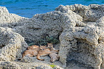 Puma (Puma concolor puma) female with sub-adult cubs aged 12 to 13 months, lying amongst thrombolites and stromatolites on shore of Laguna Sarmiento, near Torres del Paine National Park, Patagonia, Ch...