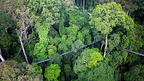 Walkway through lowland Dipterocarp (Dipterocarpaceae) rainforest, aerial shot. Danum Valley, Sabah, Borneo, Malaysia. 2018.