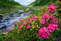 Alpine rose (Rhododendron ferrugineum) near stream in mountain valley. Fiss, Landeck, North Tyrol, Austria. June 2017.