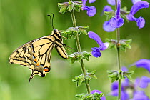 Swallowtail butterfly (Papilio machaon) nectaring on Meadow clary (Salvia pratensis). North Tyrol, Austria. June.