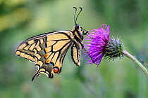 Swallowtail butterfly (Papilio machaon) resting on Thistle (Cirsium sp). North Tyrol, Austria. June.