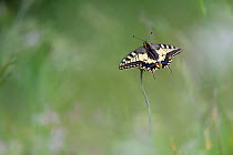 Swallowtail butterfly (Papilio machaon) in flight. North Tyrol, Austria. June.