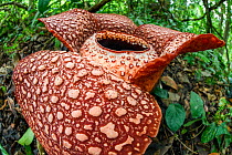Rafflesia (Rafflesia keithii) flower aged approximately 3 days, on rainforest floor. Lower slopes of Mt Kinabalu, Sabah, Borneo, Malaysia.