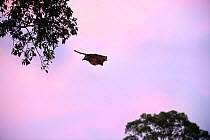 Red giant flying squirrel (Petaurista petaurista) gliding between trees at dusk. Sepilok, Sabah, Borneo, Malaysia. May.