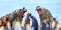 Southern elephant seal (Mirounga leonina), two males, equally matched with mouths open in aggression. Out of focus King penguin (Aptenodytes patagonicus) colony in background. Gold Harbour, South Geor...
