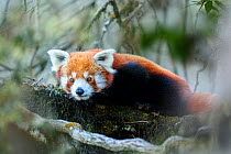 RF - Western red panda (Ailurus fulgens fulgens) resting on branch, Singalila National Park, India / Nepal border. (This image may be licensed either as rights managed or royalty free.)