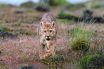 RF - Puma (Puma concolor puma), young male walking in grassland, near Torres del Paine National Park, Patagonia, Chile. December. (This image may be licensed either as rights managed or royalty free.)