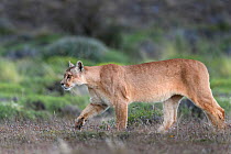 RF - Puma (Puma concolor puma) female walking, near Torres del Paine National Park, Patagonia, Chile. December. (This image may be licensed either as rights managed or royalty free.)