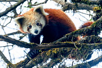 RF - Western red panda (Ailurus fulgens fulgens) sitting in tree, looking down. Singalila National Park, India / Nepal border. March. (This image may be licensed either as rights managed or royalty fr...