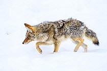 RF - Coyote (Canis latrans) foraging on ice. Madison Valley, Yellowstone National Park, USA. February. (This image may be licensed either as rights managed or royalty free.)