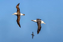 RF - Black-browed albatross (Thalassarche melanophris), two flying in opposite directions, another in background. South Atlantic Ocean between The Falklands Islands and South Georgia. November. (This...